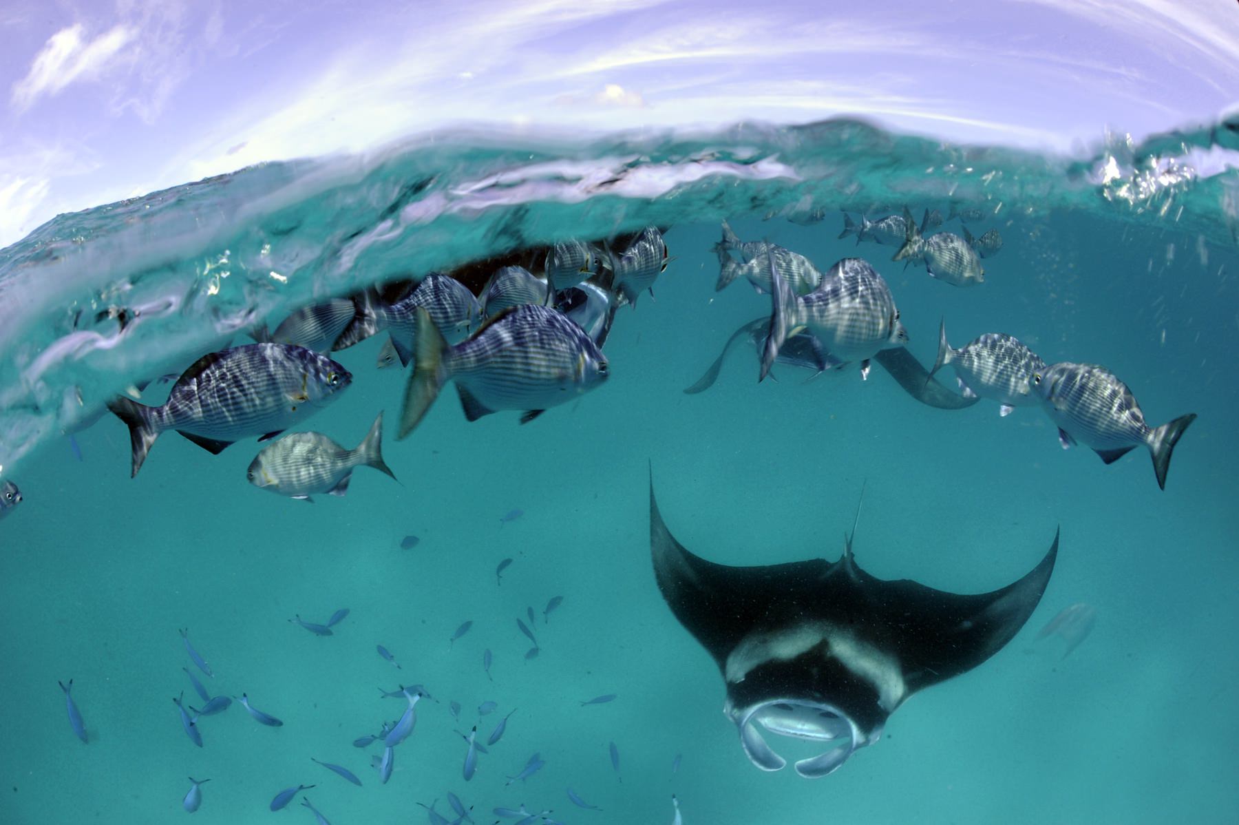 Carl F. Bucherer Patravi ScubaTec Maldives - View 2
